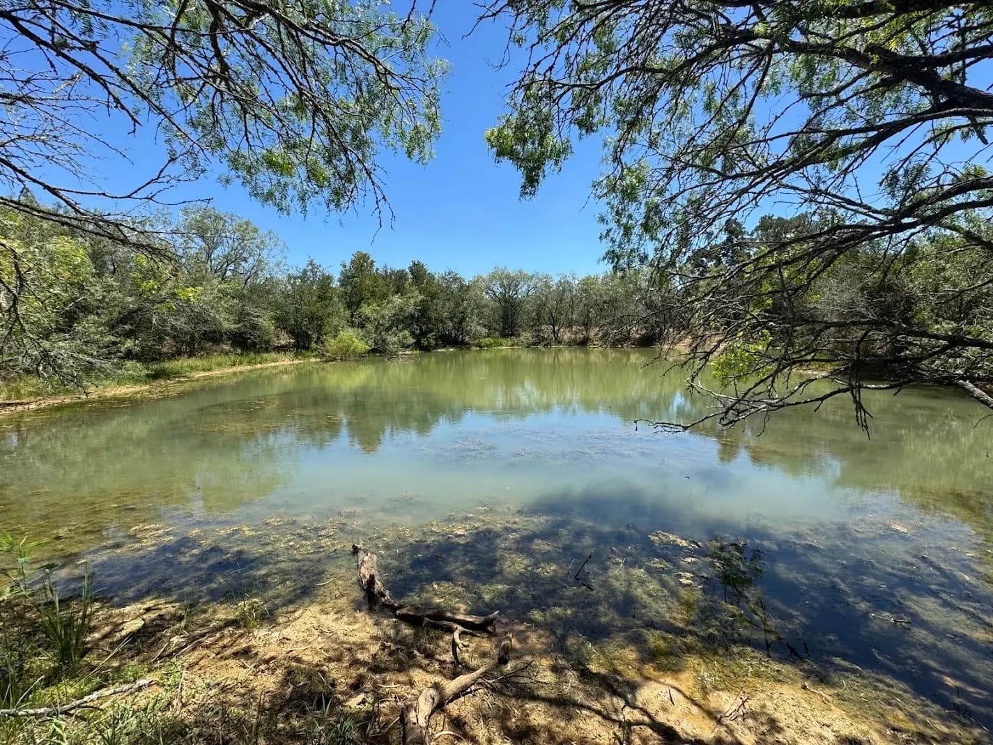 A clear Texas pond framed by mesquite branches on a summer day